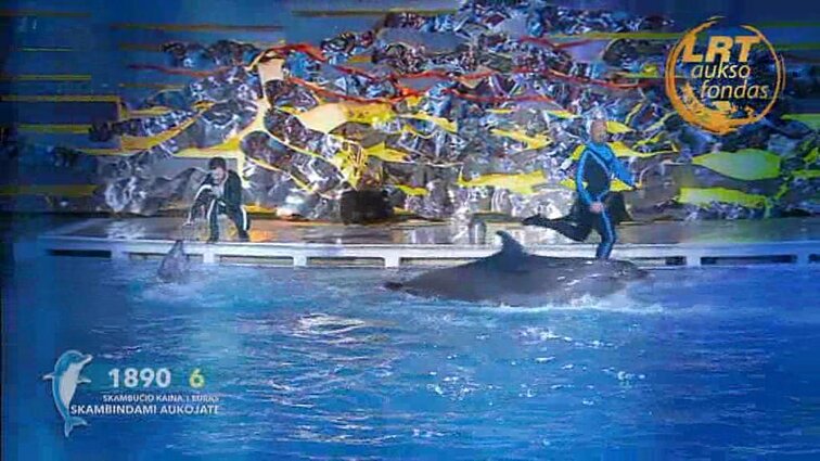 Delfinai ir žvaigždės