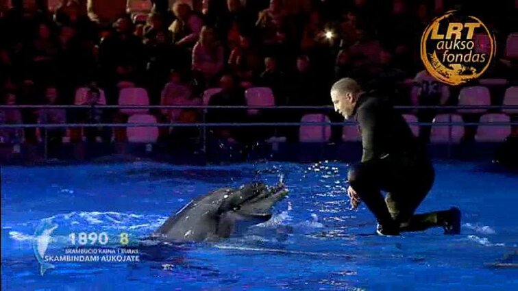 Delfinai ir žvaigždės