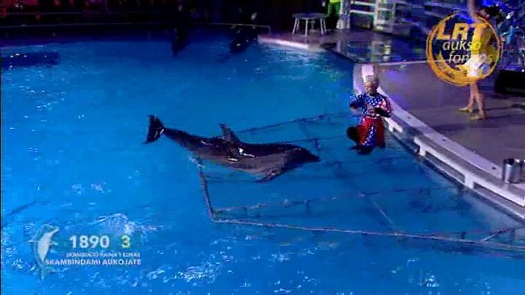 Delfinai ir žvaigždės