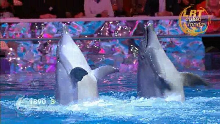 Delfinai ir žvaigždės