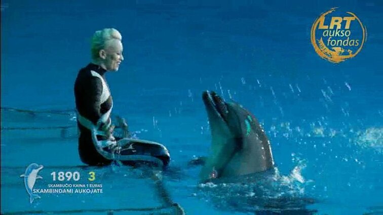 Delfinai ir žvaigždės