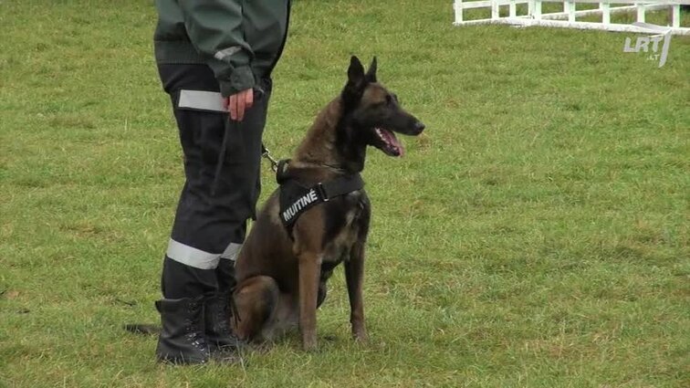 Mūsų gyvūnai. Šiandien laidoje: pažintis su įdomiomis katėmis burmomis, gyvūnų mylėtojų šventė prie Baltojo tilto, patarimai žiurkėnų augintojams ir kavinė, kurioje laisvai skraido spalvingosios papūgos.