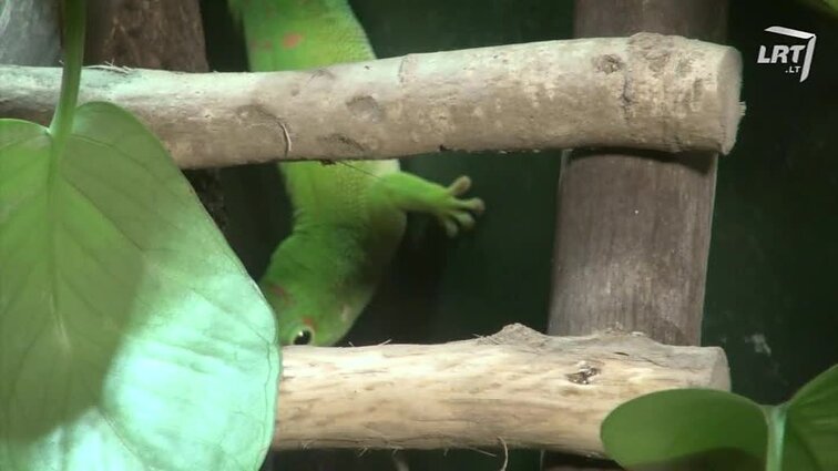 Mūsų gyvūnai. Drugeliai lyg sudžiuvę medžių lapai- mušeikos ar gigantai, įdomybės iš botanikos sodo, dieniniai Madagaskaro gekonai, striukauodegės katės- Mekongo bobteilai.