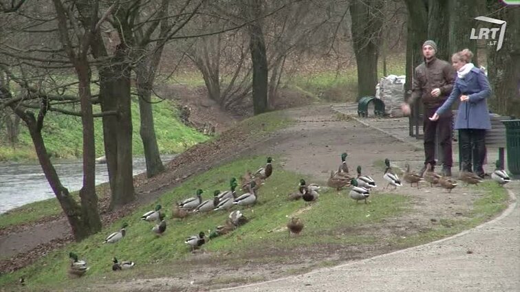 Mūsų gyvūnai. Vienos populiariausių gėlavandenių akvariumų žuvų- skaliarai, šimtakojis- geriausias augintinis, įsitikinusi 13 metų Erika, triukai, kurių galima išmokyti savo šunis, paukščių lesinimas netik smagus, bet ir naudingas užsiėmimas.