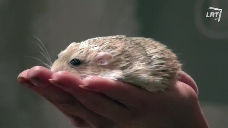 Mūsų gyvūnai.