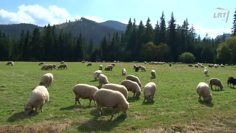 Mažesnieji broliai. Pranciškonų kelias Lietuvoje.