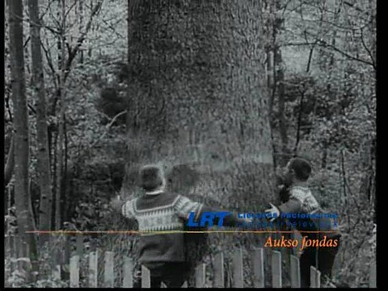 Tu girele, tu žalioji