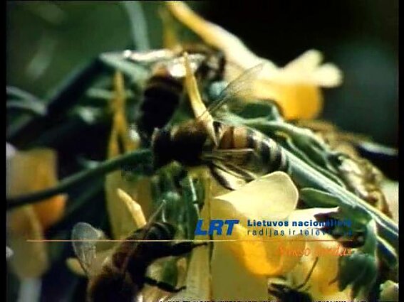 Mūsų kalba. Žodžių, susijusių su bitininkyste, kilmė