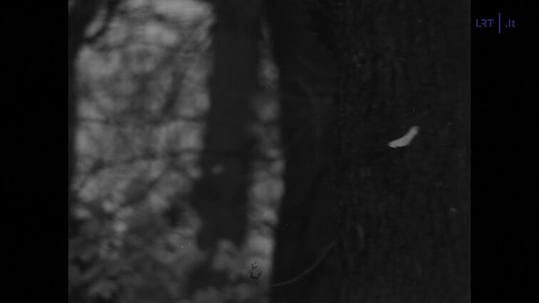 Stasys Liupkevičius. Saulė, daina ir tu