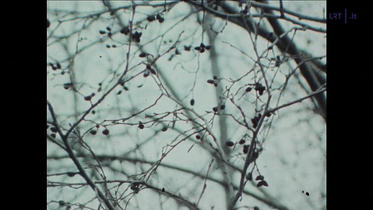 Laidos „TV jaunimo studija“ siužetai: laboratorijos vyresnioji mokslinė bendradarbė, muzikologė Antanina Jurgutytė.