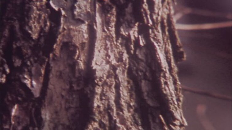 Laidų „Rašytoja Ieva Simonaitytė", „Žinios“ siužetai: I. Simonaitytės namas-muziejus