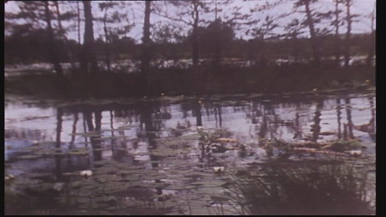 Laidos „Gamta ir mes“ siužetai: Kamanų rezervato augmenija, vabzdžiai