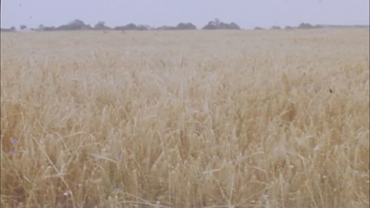 Laidos „Panorama“ siužetai: Nidos kavinė-skaitykla, aktoriai Monika Mironaitė, Eglė Gabrėnaitė, režisierius Henrikas Vancevičius