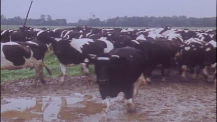 Laidų „Panorama“, „Keliai, mašinos, žmonės“ siužetai: dailininkė Domicelė Tarabildienė, sunkiasvorių automobilių varžybos