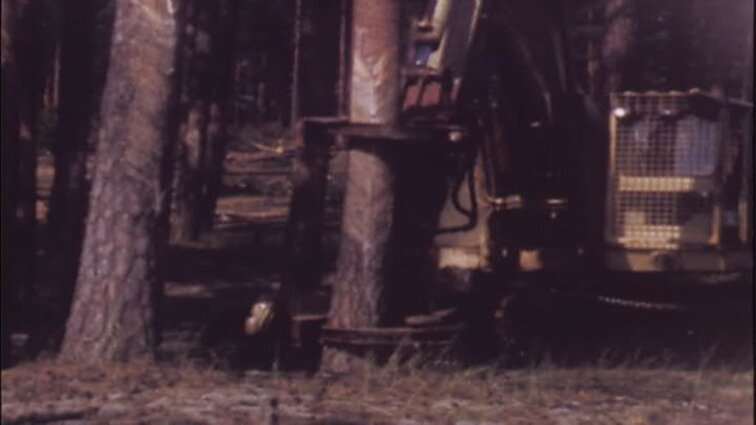 Laidos „XI penkmetis“ siužetai: Kapiniškių, Rudnios girininkijos, medelynas