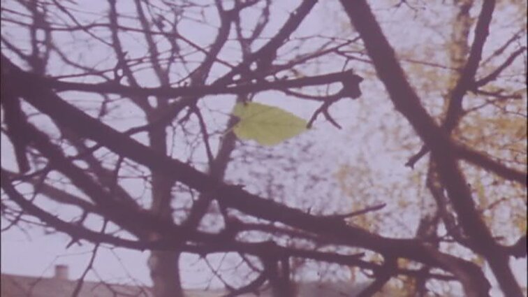 Laidos „Dailininkas Vladas Karatajus“ siužetai: dailininkas su studentais, pleneras