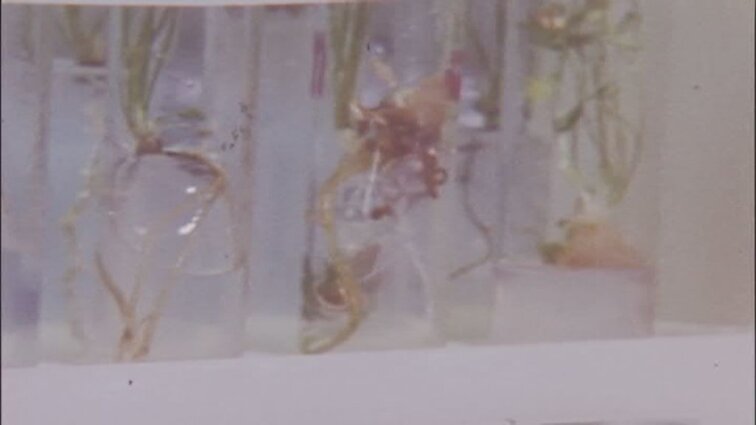 Laidos „Kėdainių rajono dienos“ siužetai: žemdirbystės instituto muziejus, hidrotechnikos ir melioracijos mokslinis tyrimo institutas