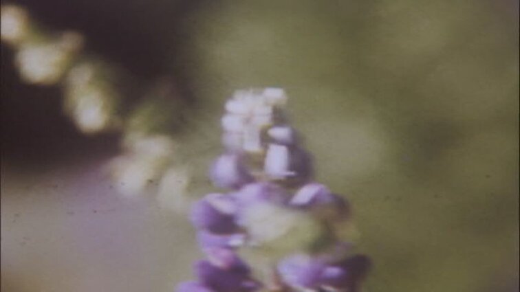 Laidos „Lietuvos peizažai“ siužetai: kaimo sodybos, žmonės