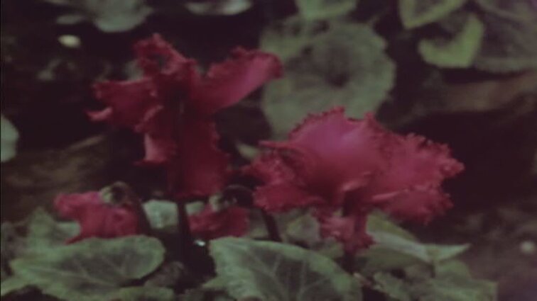 Laidos „Panorama“ siužetai: pagalba Armėnijai