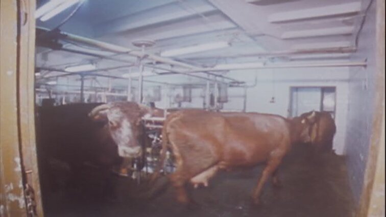 Laidos „Panorama“ siužetai: modernus pieno kompleksas, jaunųjų dailininkų paroda