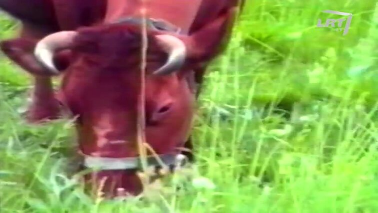 Panoramos archyvai. Žalųjų galvijų gerinimo draugija