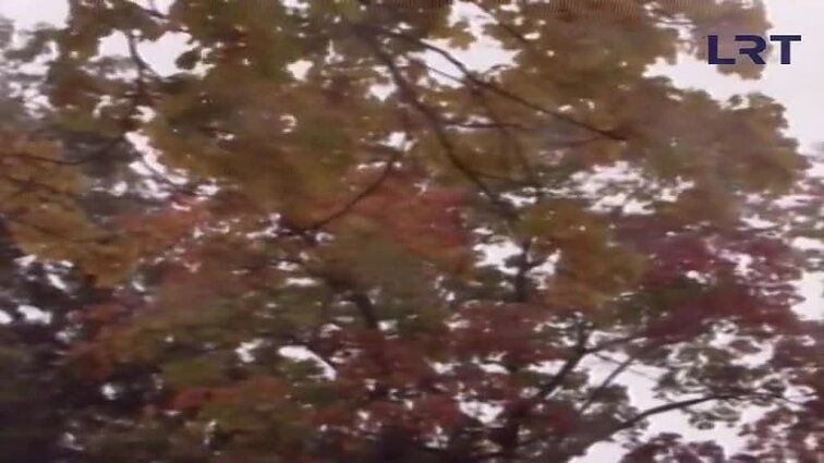 Panoramos archyvai. Orai