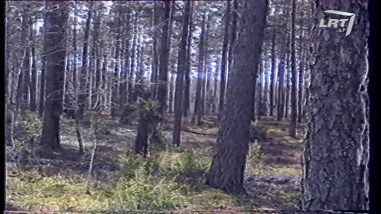 Panoramos archyvai. Miškai atgimstančiai Lietuvai