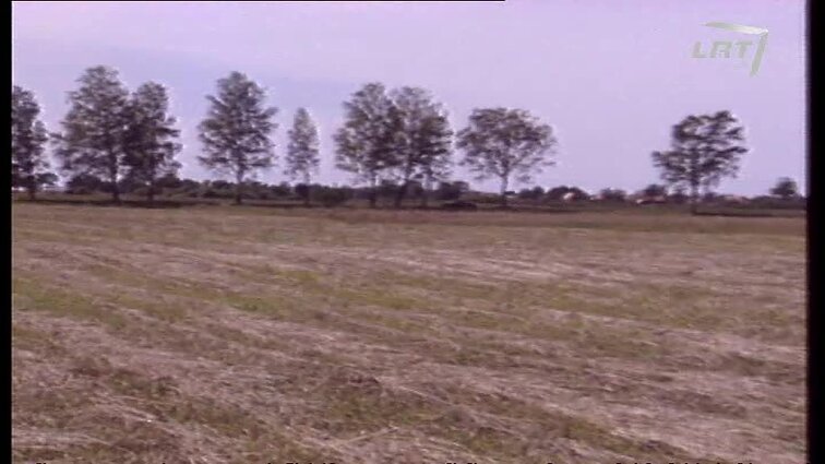 Panoramos archyvai. Papjautos karvės