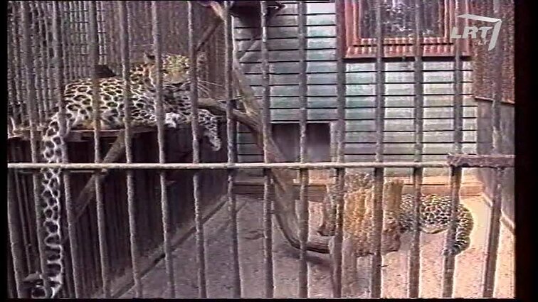 Panoramos archyvai. Nušautas persiškas leopardas