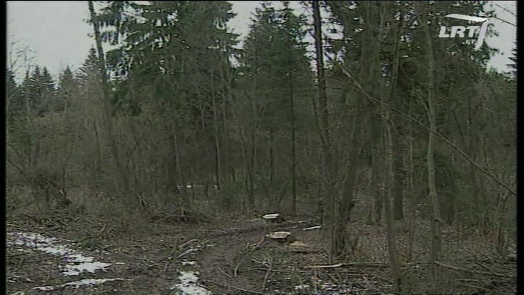 Panoramos archyvai. Savavališkai kertamas miškas