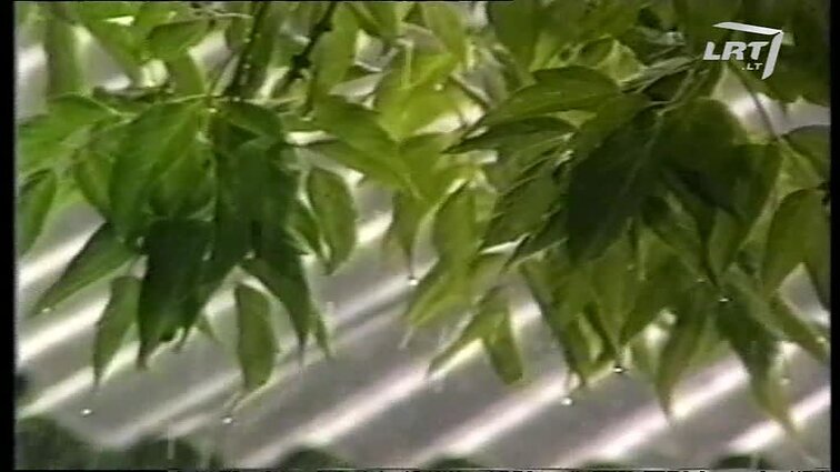 Panoramos archyvai. Liūtis Marijampolėje