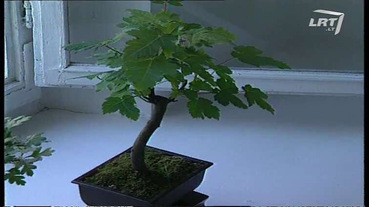 Panoramos archyvai. Japonijos informacijos centras