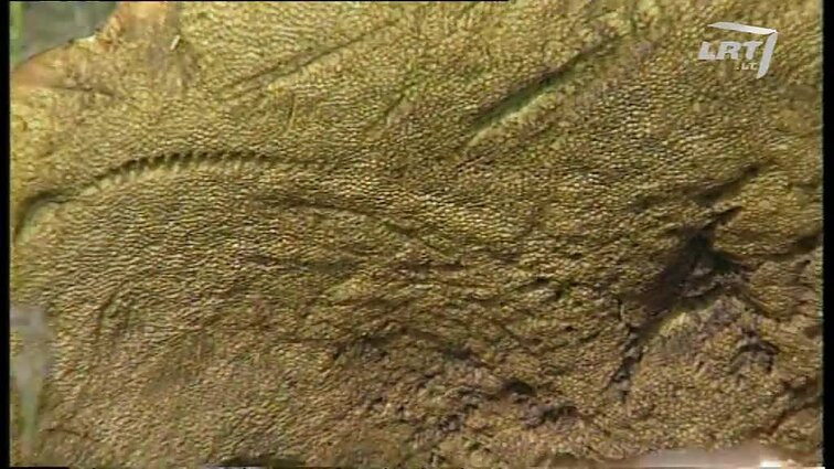 Panoramos archyvai. Ankstyvi grybai