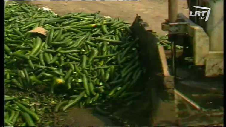 Panoramos archyvai. Agurkai