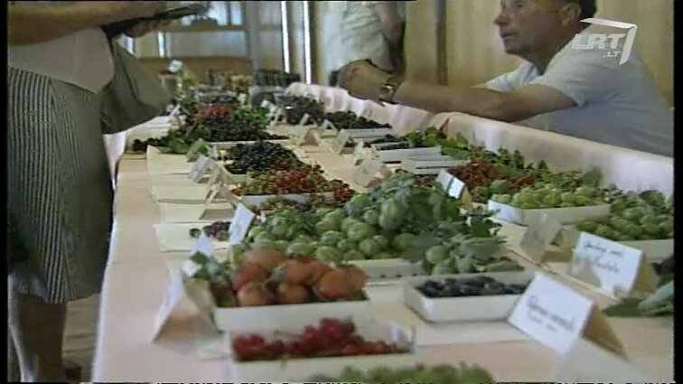 Panoramos archyvai. Uogų paroda