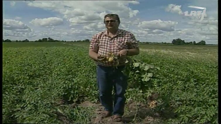 Panoramos archyvai. Bulvininkystės ūkis