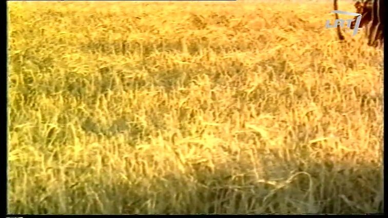 Panoramos archyvai. Javapjūtė Pakruojo rajone