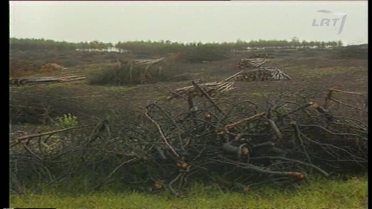 Panoramos archyvai. Gaisro nuniokoto miško atstatymas