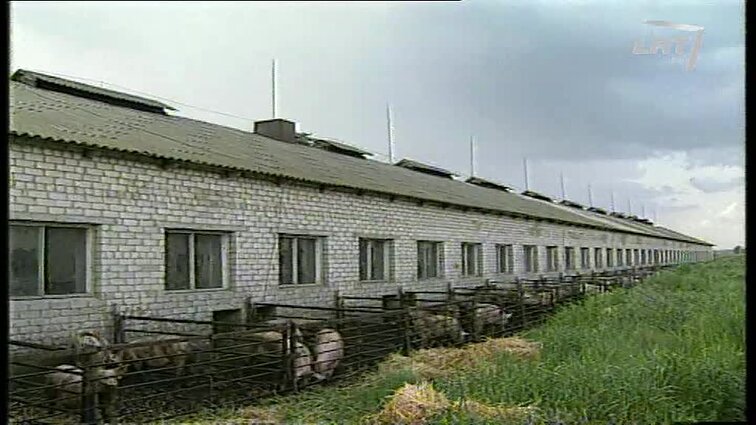 Panoramos archyvai. Gyvulių supirkimo problemos