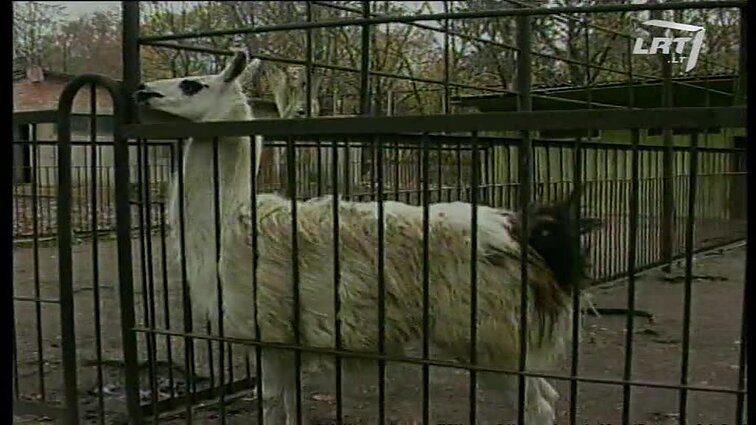 Panoramos archyvai. Vagystė zoologijos sode