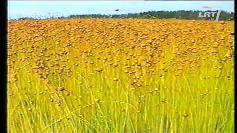 Panoramos archyvai. Linų supirkimo problemos