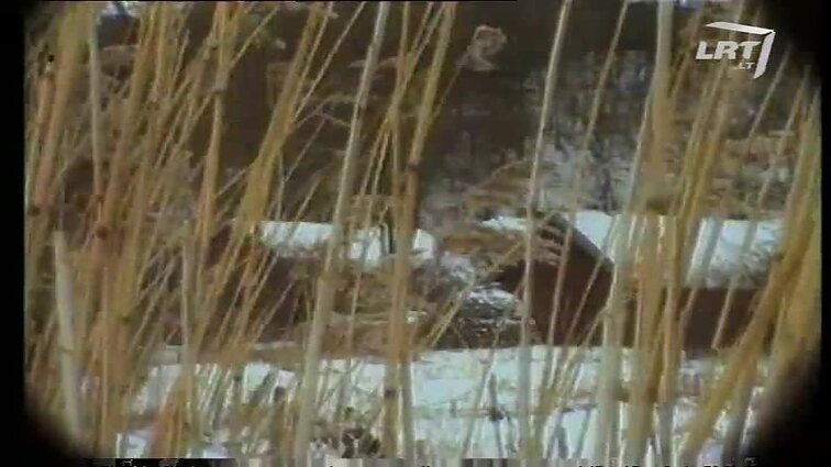 Panoramos archyvai. Nendriniai stogai