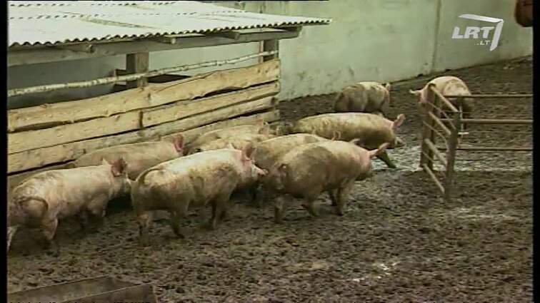 Panoramos archyvai. Atjunginėjama elektra