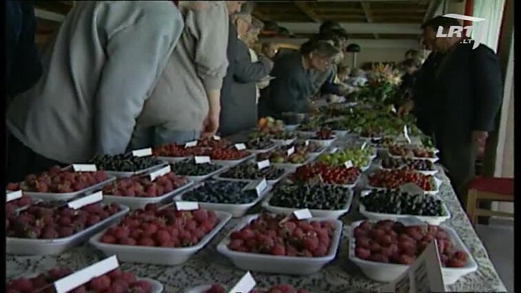 Panoramos archyvai. Uogų paroda
