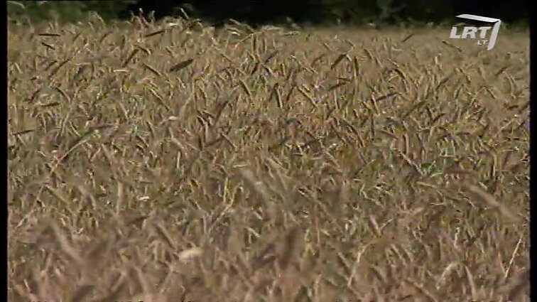 Panoramos archyvai. Derlius