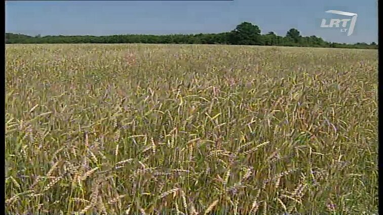 Panoramos archyvai. Kaip pasirengti javapjūtei