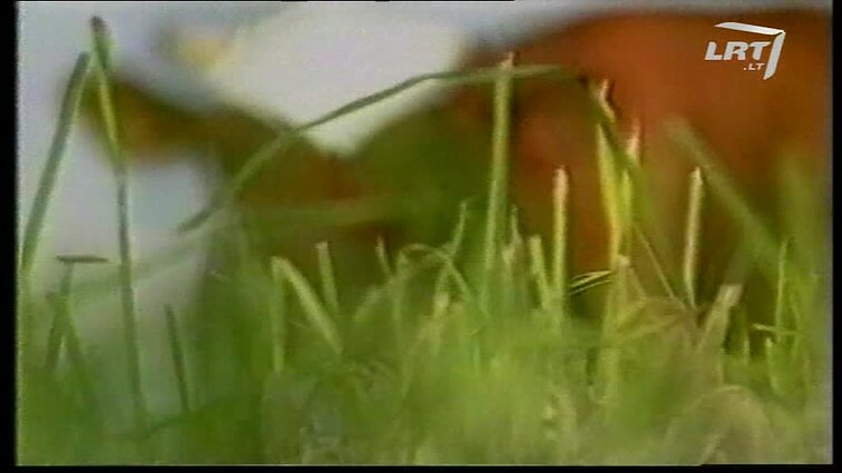 Panoramos archyvai. Pienas su encefalitu