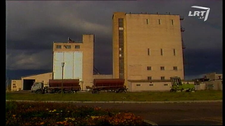 Panoramos archyvai. Kiaulės badauja