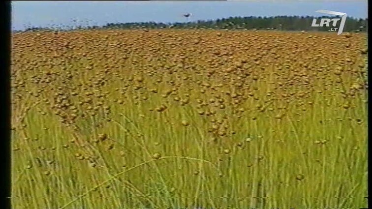 Panoramos archyvai. Lietuvos linininkystė