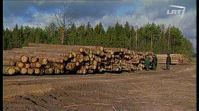 Panoramos archyvai. Kokios miškų reformos reikia